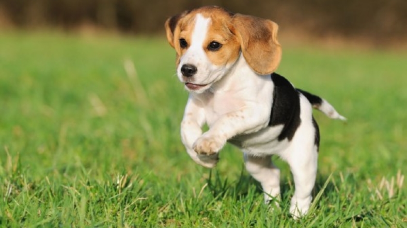 椎間盤突出、坐骨神經痛